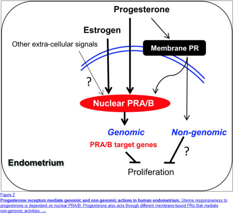 Progesterone And PCOS What You Need To Know ovulation-cycle-hormones
