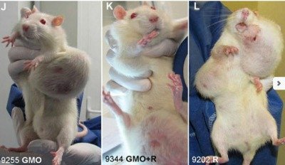 Rats on GMO Diet