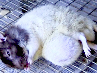 rat tumor