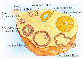 Ovarian Follicles