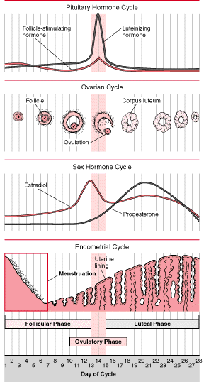 PCOS and Menstrual Cycle