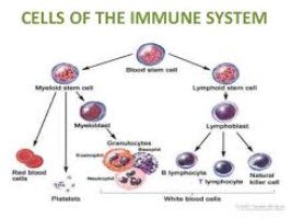 Immune system